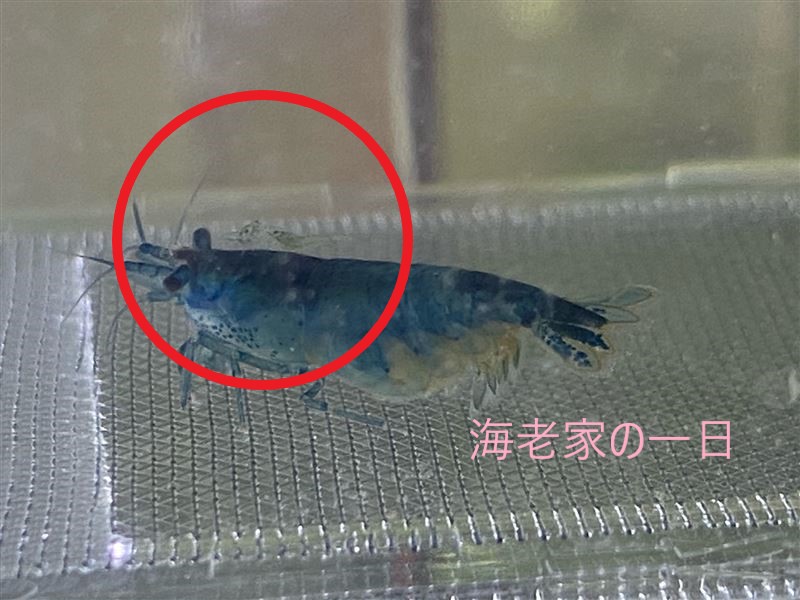 稚エビの生存率をあげる