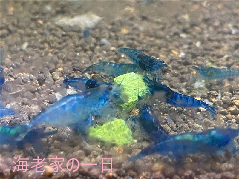最大80 Offクーポン ｊｕｎ シュリンプのためのバクテリア １００ｍｌ エビ 飼育 Shipsctc Org