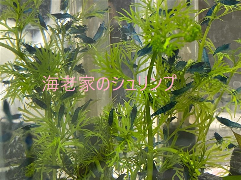 ベルベットブルーシュリンプの記録