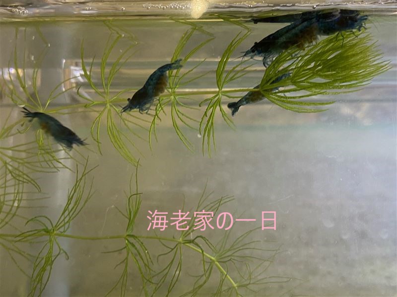 チェリーシュリンプ ミナミヌマエビが抱卵したら