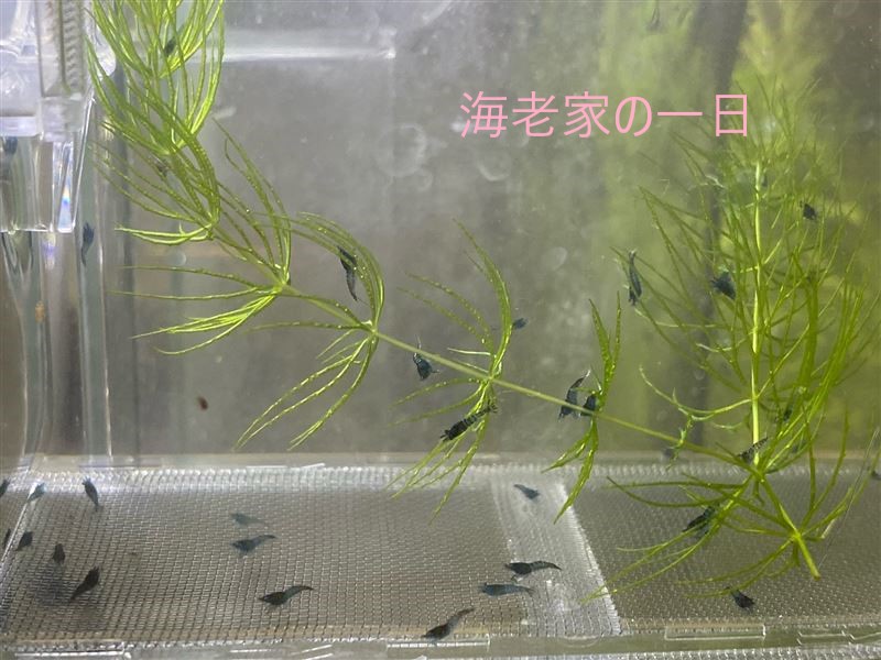 稚エビの生存率をあげる 稚エビの生存率をあげる