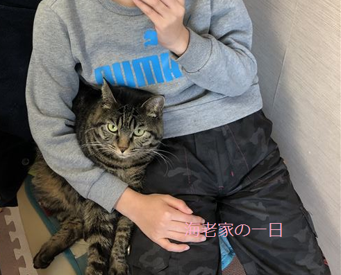 息子が猫アレルギーになりました