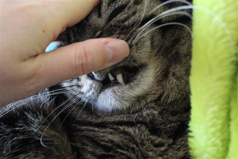 歯,歯磨き,猫