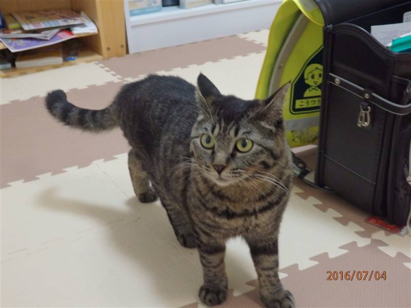 野良猫,保護,人懐っこい