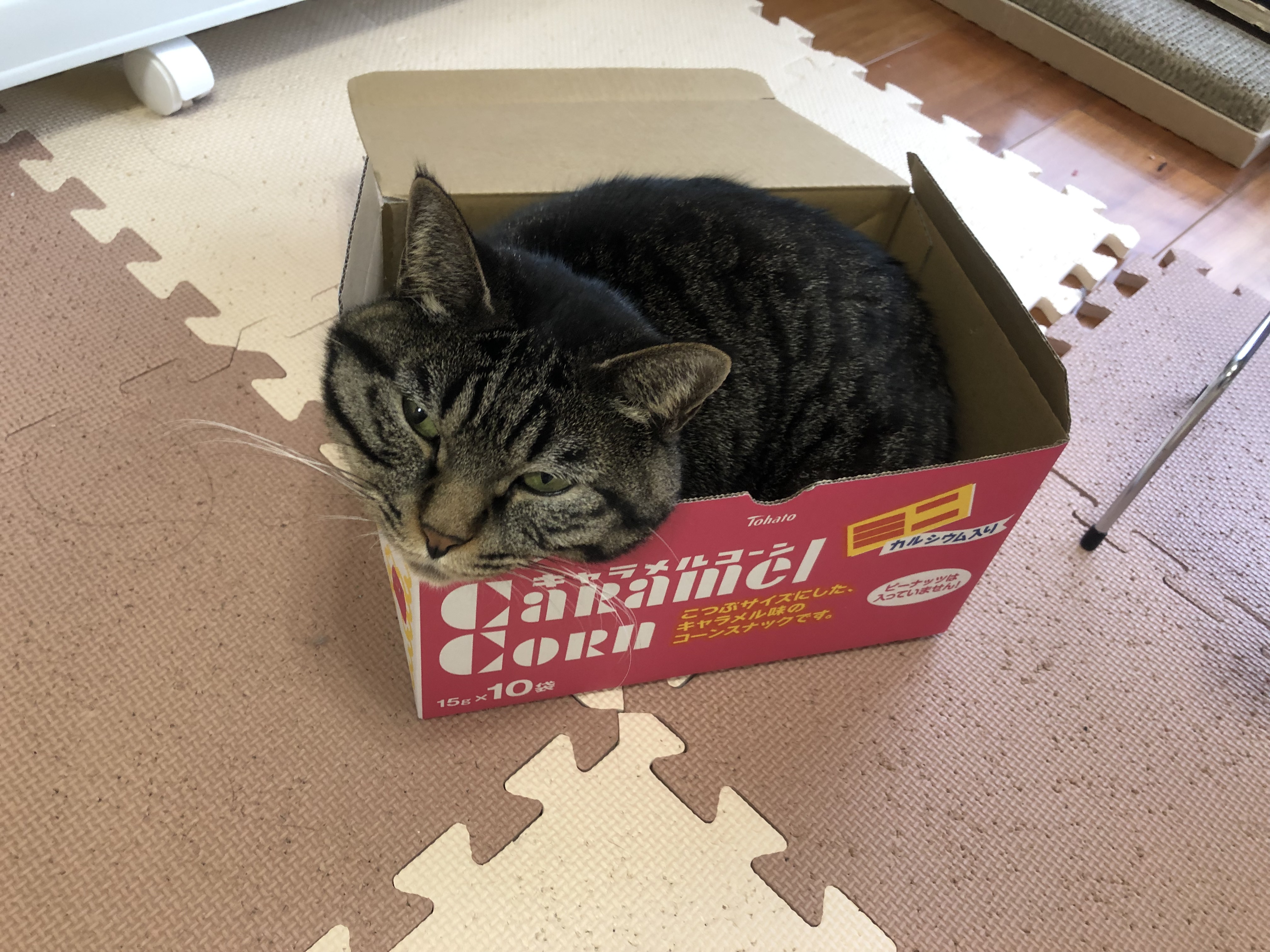 猫,ダンボール,箱