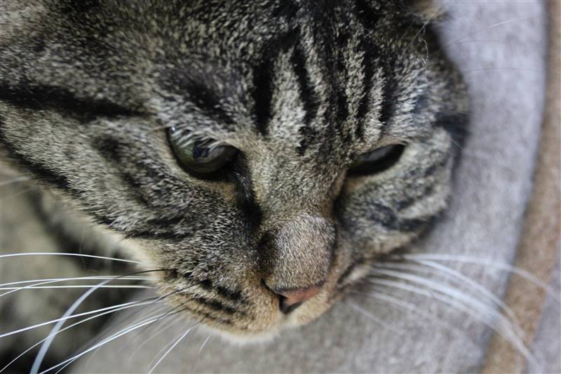 成猫,野良猫,躾